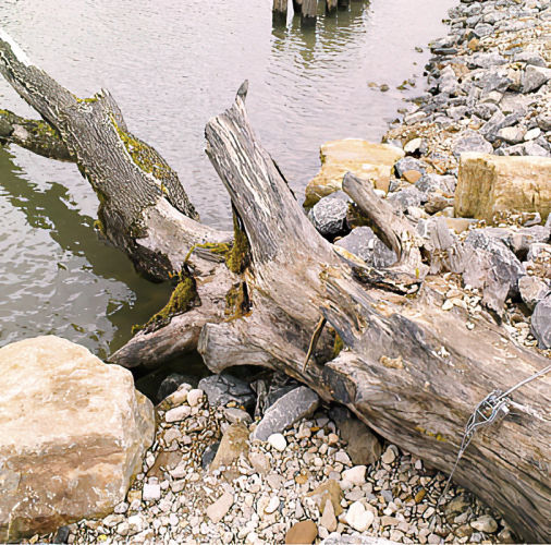 Totholzsicherung